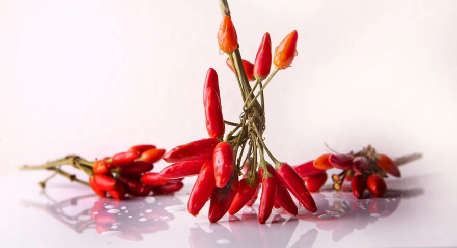 Effect of boundary plantation on the yield and yield contributing attributes of chilli