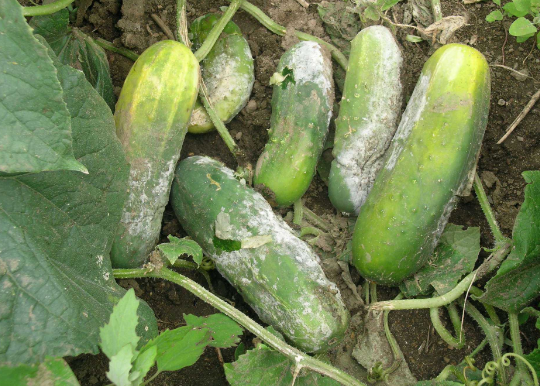 Performance evaluation of cucumber genotypes grown in Narsingdi region of Bangladesh