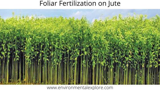 Effect of foliar fertilization on growth and yield of jute