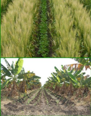 Development of alternate cropping pattern incorporating kenaf at char land areas in two selected district of Bangladesh