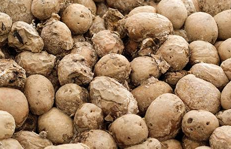 Estimation of loss for storage diseases of potato in some city/town markets of Bangladesh