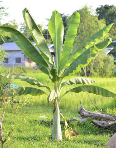 Selection of ideal fertilizer doses in banana-potato intercropping